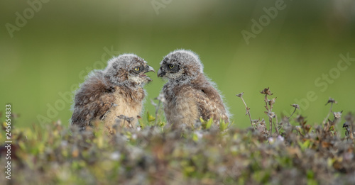 Burrowing Owlets in Florida 