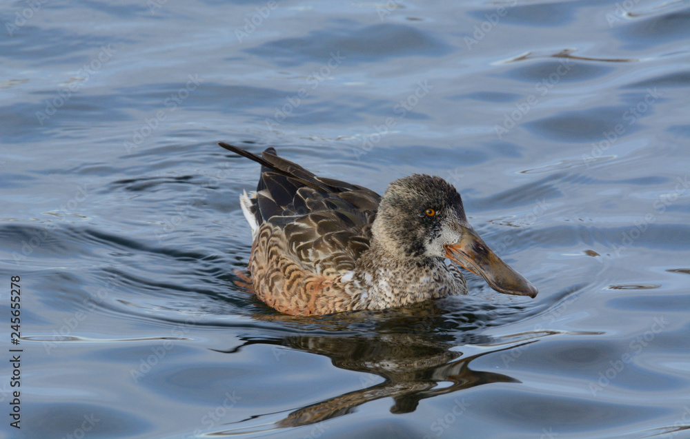 Shoveler Duck Hen
