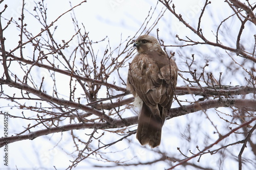 ノスリ Eastern Buzzard