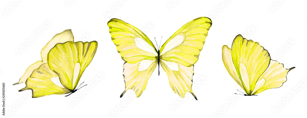Watercolor set of yellow isolated butterfly on white background Stock ...