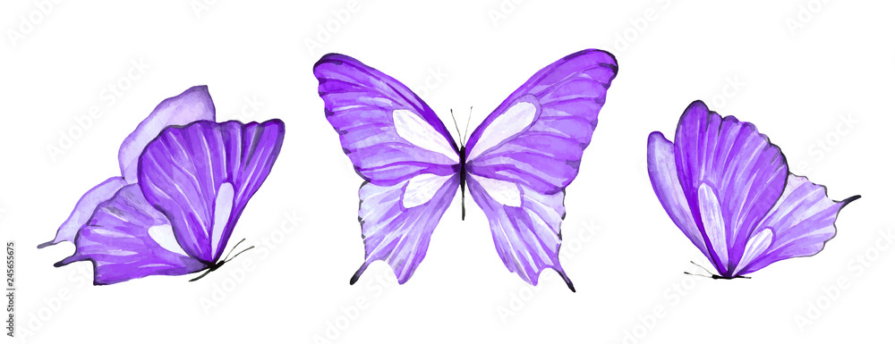 Watercolor set of purple butterfly isolated on white background - obrazy, fototapety, plakaty 