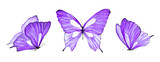 Watercolor set of purple butterfly isolated on white background