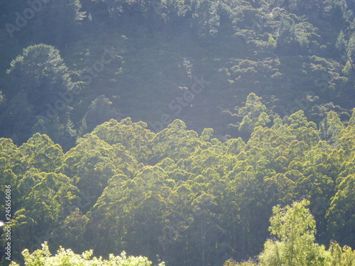 Misty Trees