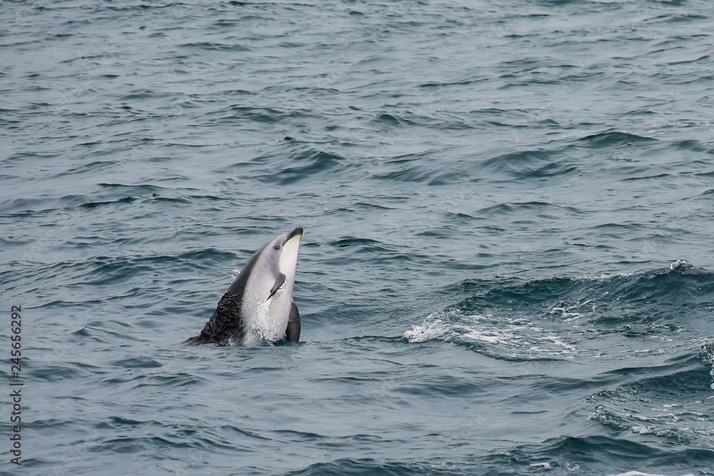 Fototapeta premium Dusky dolphin swimming off the coast of Kaikoura, New Zealand
