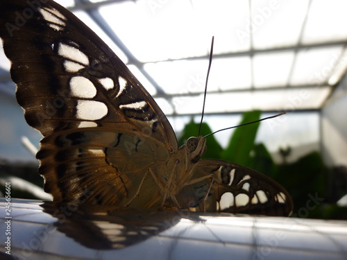 Butterfly Close Up