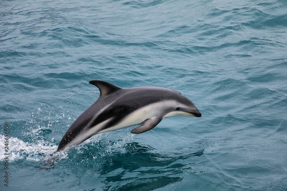 Dusky dolphin swimming off the coast of Kaikoura, New Zealand