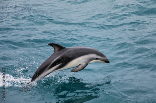 Dusky dolphin swimming off the coast of Kaikoura, New Zealand © donyanedomam