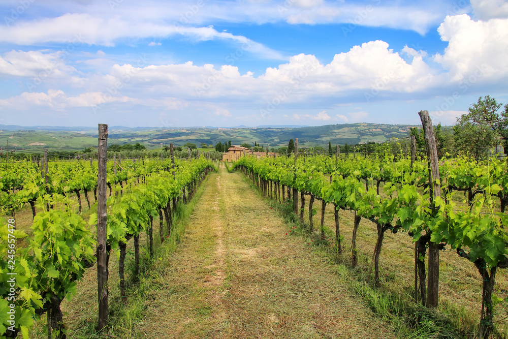 Rows of grape vines at a vineyard near Montalcino, Val d'Orcia, Tuscany, Italy