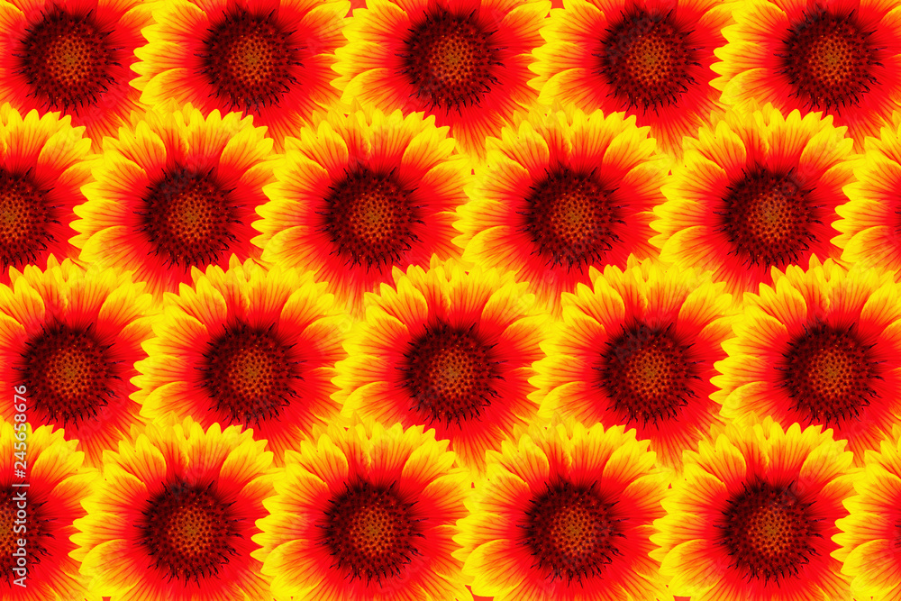 Pattern with flowers. Floral background. Flower gaillardia. Pattern with flowers. Floral background. Flower gaillardia.