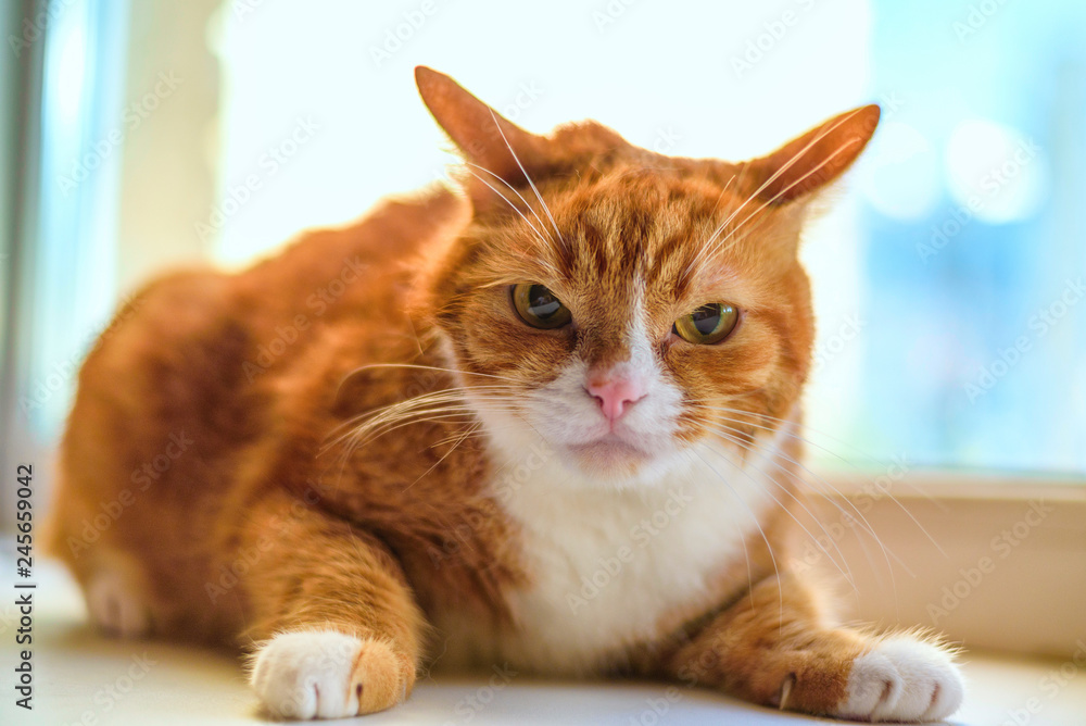 Portrait of a red, domestic cat looking into the camera close-up.