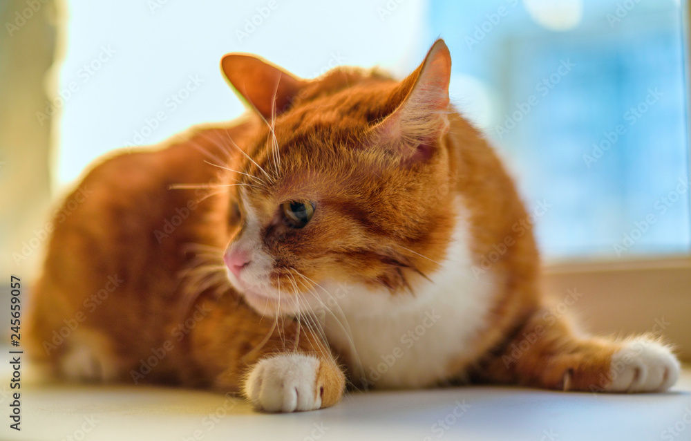 Portrait of a red, domestic cat looking into the camera close-up. Portrait of a red, domestic cat looking into the camera close-up.