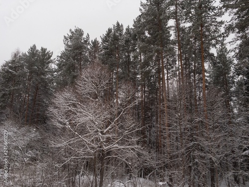 forest in winter