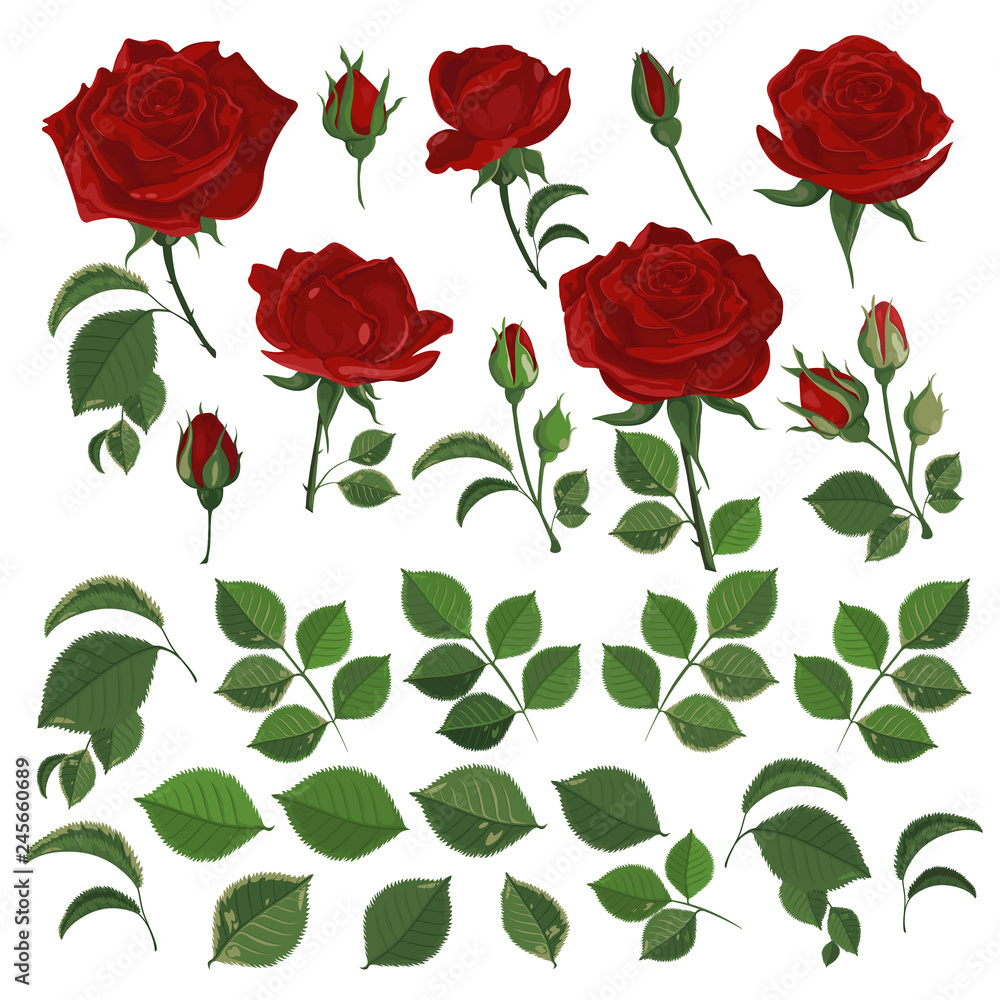 Vector illustration of red roses with leaves and buds on white. Set for decor design or holiday greetings template-vector