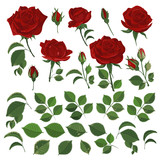 Vector illustration of red roses with leaves and buds on white. Set for decor design or holiday greetings template-vector