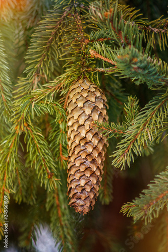 Cones Background.Pine cones.Closeup of a Christmas tree branch