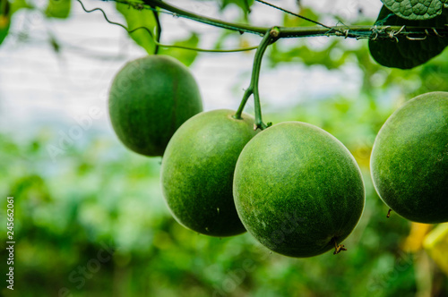Momordica grosvenori fruits 
