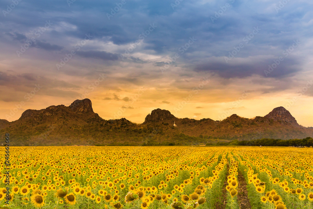 Mountain and blue sky over sunflower field full bloom condition