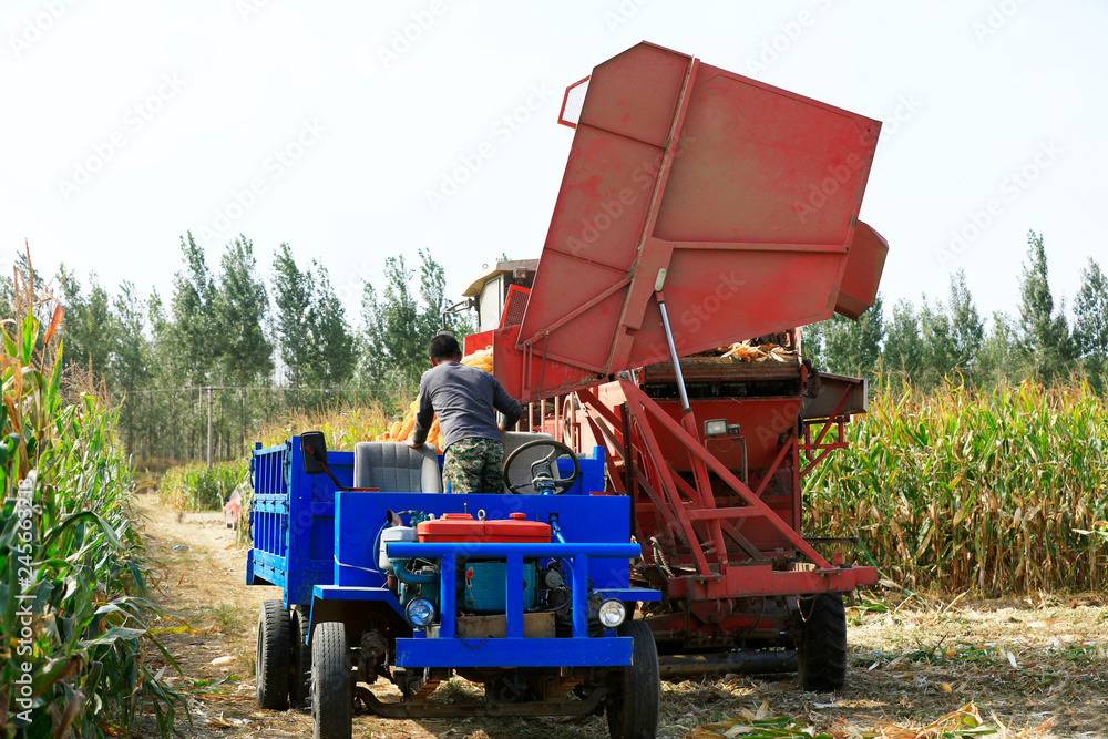 Modern combine harvester is harvesting cultivated ripe corn crop Modern combine harvester is harvesting cultivated ripe corn crop