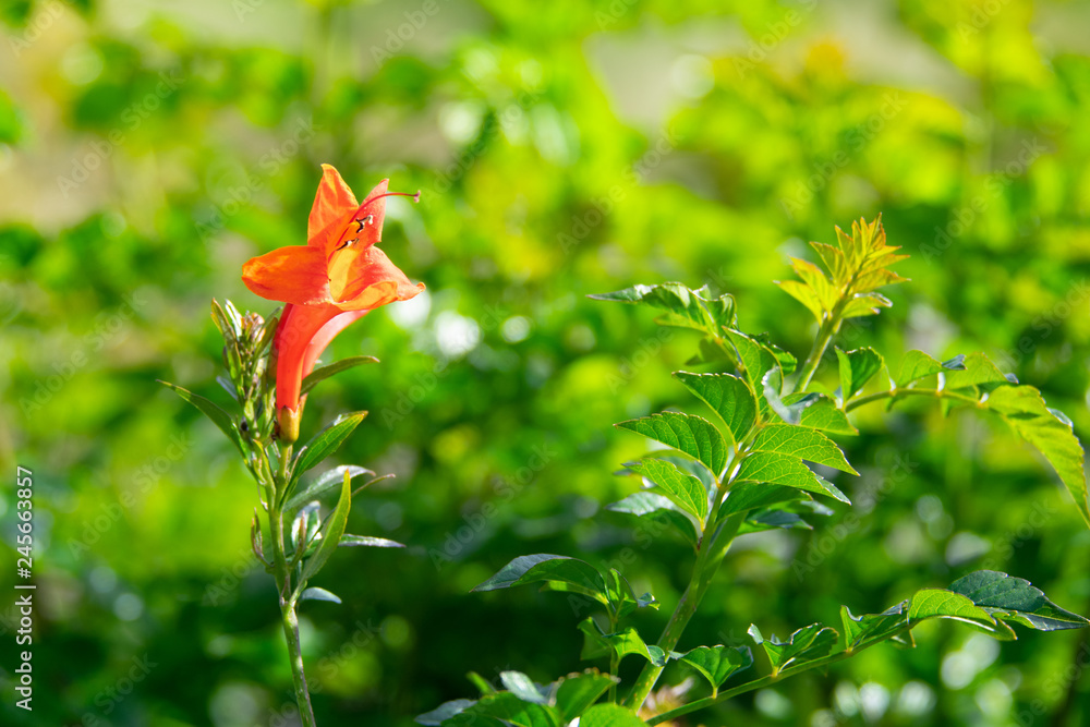 Single orange flower on juicy green background - close-up