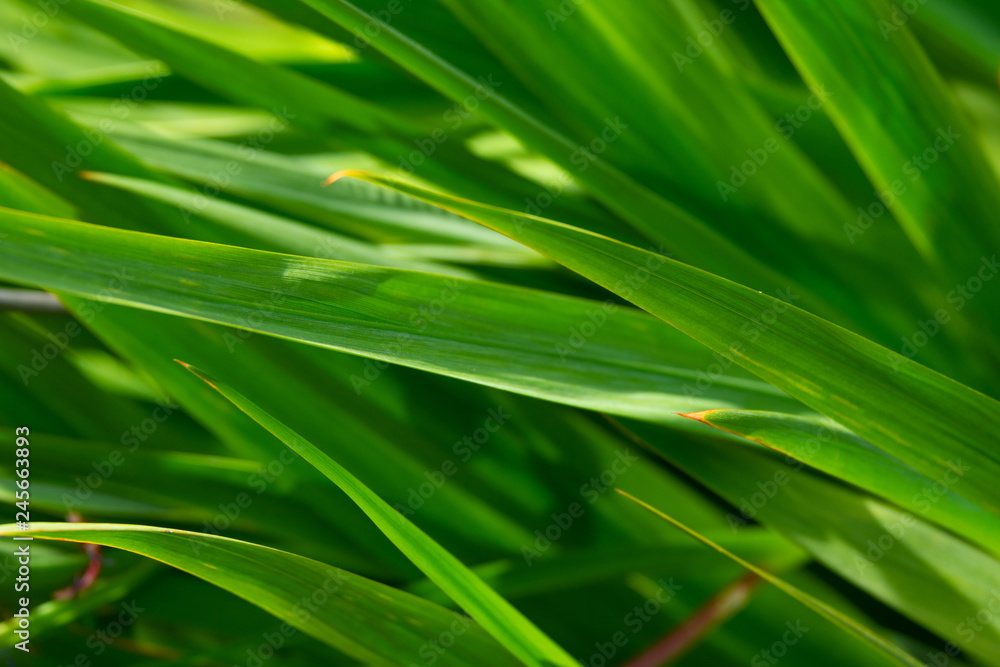 Closeup view of green grass leaves with blurred greenery background Closeup view of green grass leaves with blurred greenery background