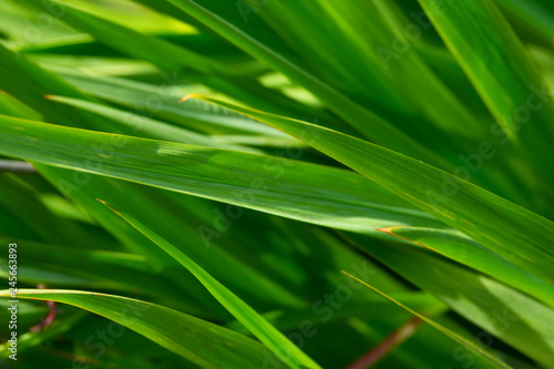 Closeup view of green grass leaves with blurred greenery background