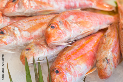 close up photo of a red mullet fish on sale in a market