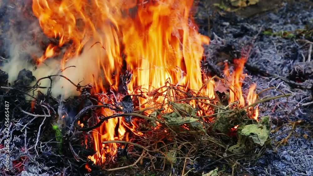 Flames from burning waste, dry leaves cause smoke, dust, air pollution causes. Concepts of airborne toxicity, burning, global warming, worsening health from smog Flames from burning waste, dry leaves cause smoke, dust, air pollution causes. Concepts of airborne toxicity, burning, global warming, worsening health from smog