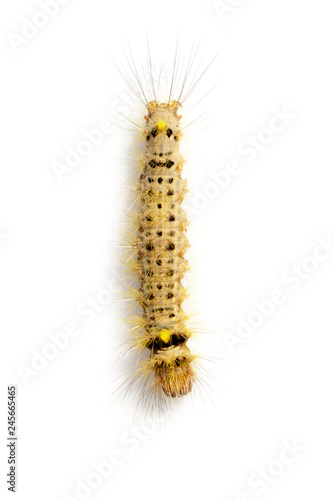 Image of Hairy caterpillar on a white background. Insect. Worm. Animal.