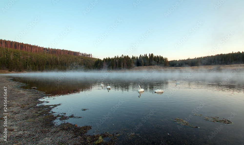 Trumpeter Swans in early morning mist and steam in Yellowstone River at dawn in Yellowstone National Park in Wyoming United States