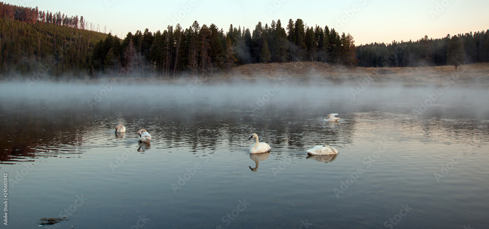 Obraz premium Trumpeter Swans we mgle w rzece Yellowstone o świcie w Parku Narodowym Yellowstone w stanie Wyoming w Stanach Zjednoczonych