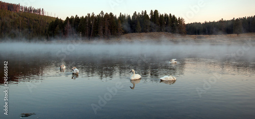 Trumpeter Swans in mist in Yellowstone River at dawn in Yellowstone National Park in Wyoming United States