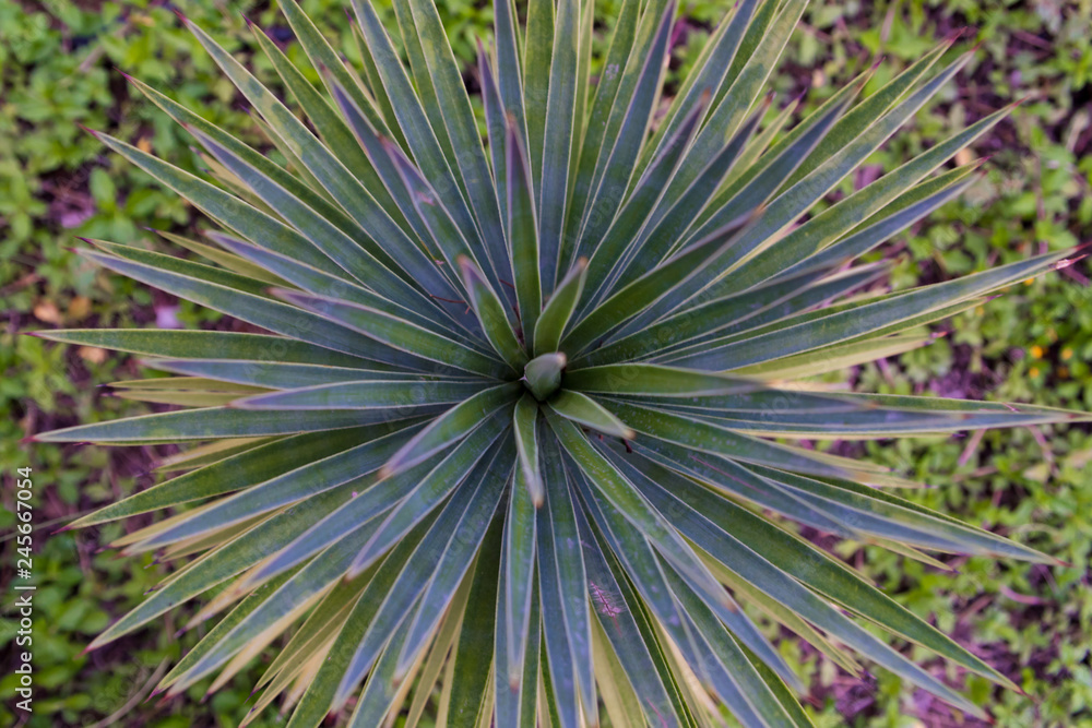 Fototapeta premium closeup of plant
