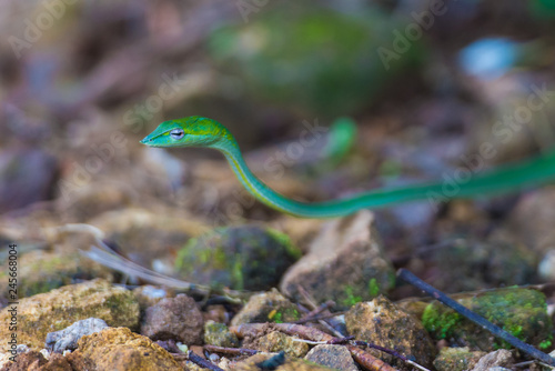green snake