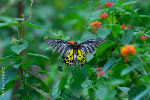 butterfly on leaf