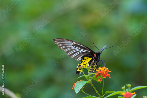 butterfly on a flower