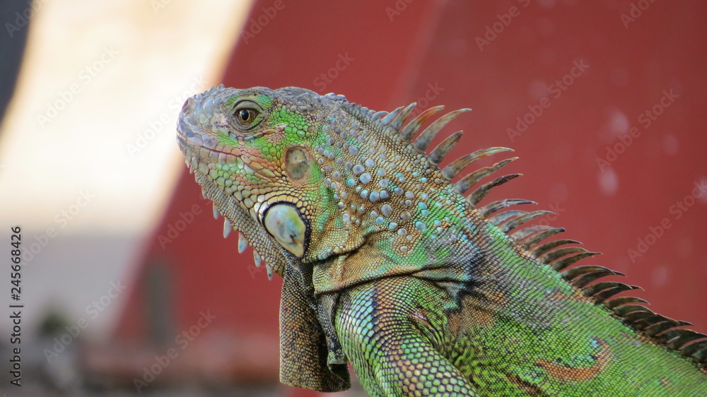 Fototapeta premium green iguana