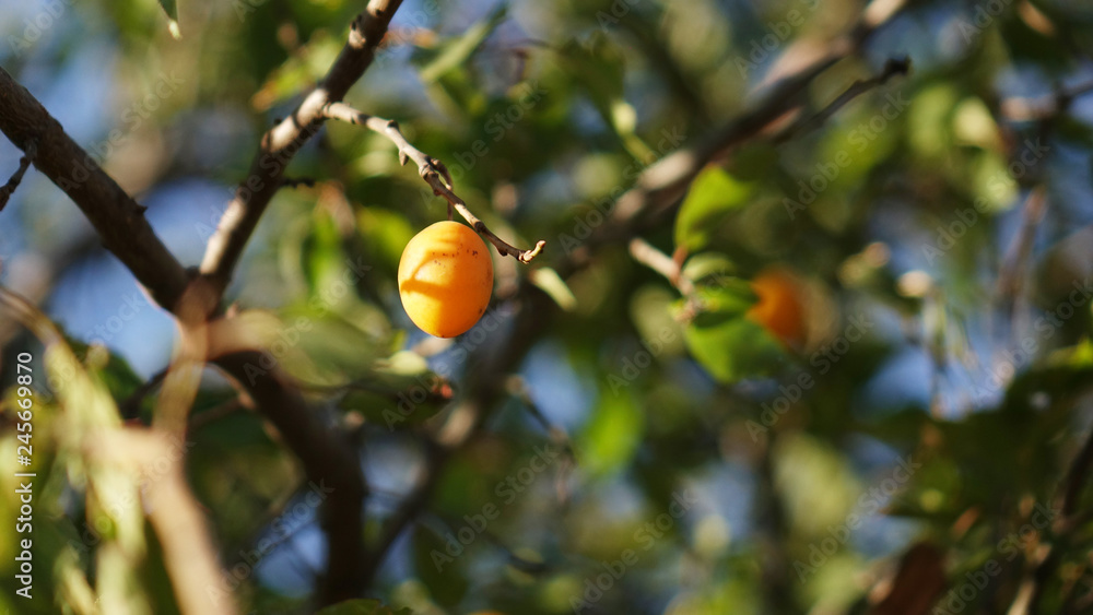 Cherry-plum tree with fruits growing in the garden. Cherry-plum tree with fruits growing in the garden.