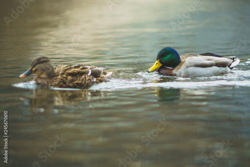 a beautiful duck couple in a river. The swimming animals move behind each other. the female in front and the male behind it.