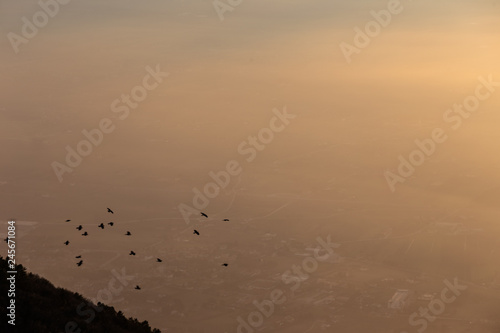 Flock of birds flying over a sea of mist at sunset © Massimo