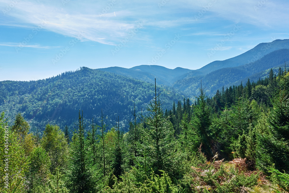 Mountains with forests. Carpathian Mountains