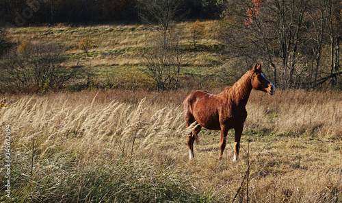 Horse on pasture in Carpathian Mountains