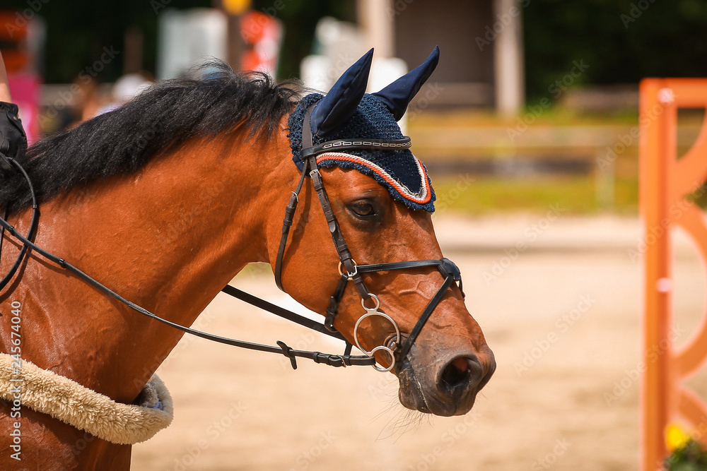 Horse in clipping relaxes after the exam in jumping tournament.. Horse in clipping relaxes after the exam in jumping tournament..