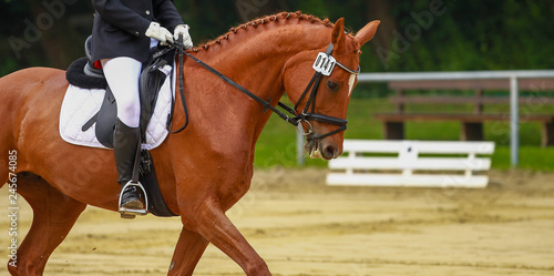 Horse in close-up in step on a dressage tournament..