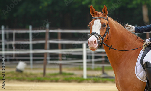 Horse at loose rein looks attentively to the side in a dressage tournament..