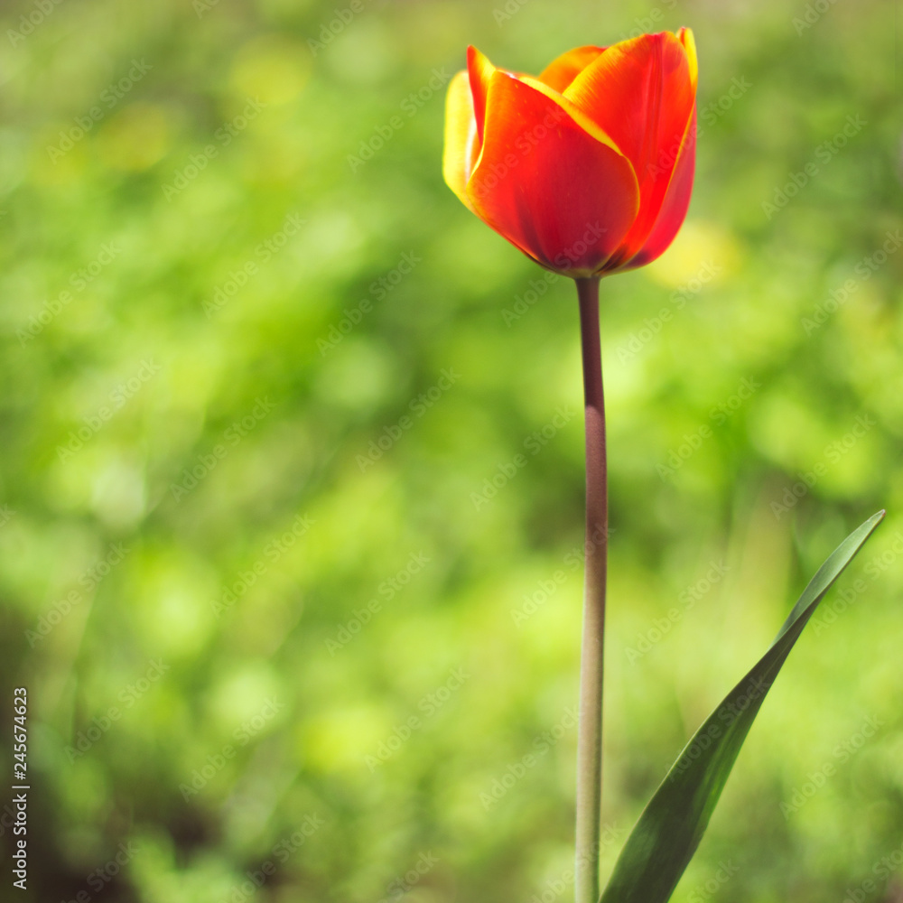 Green sunny background with a red tulip Green sunny background with a red tulip