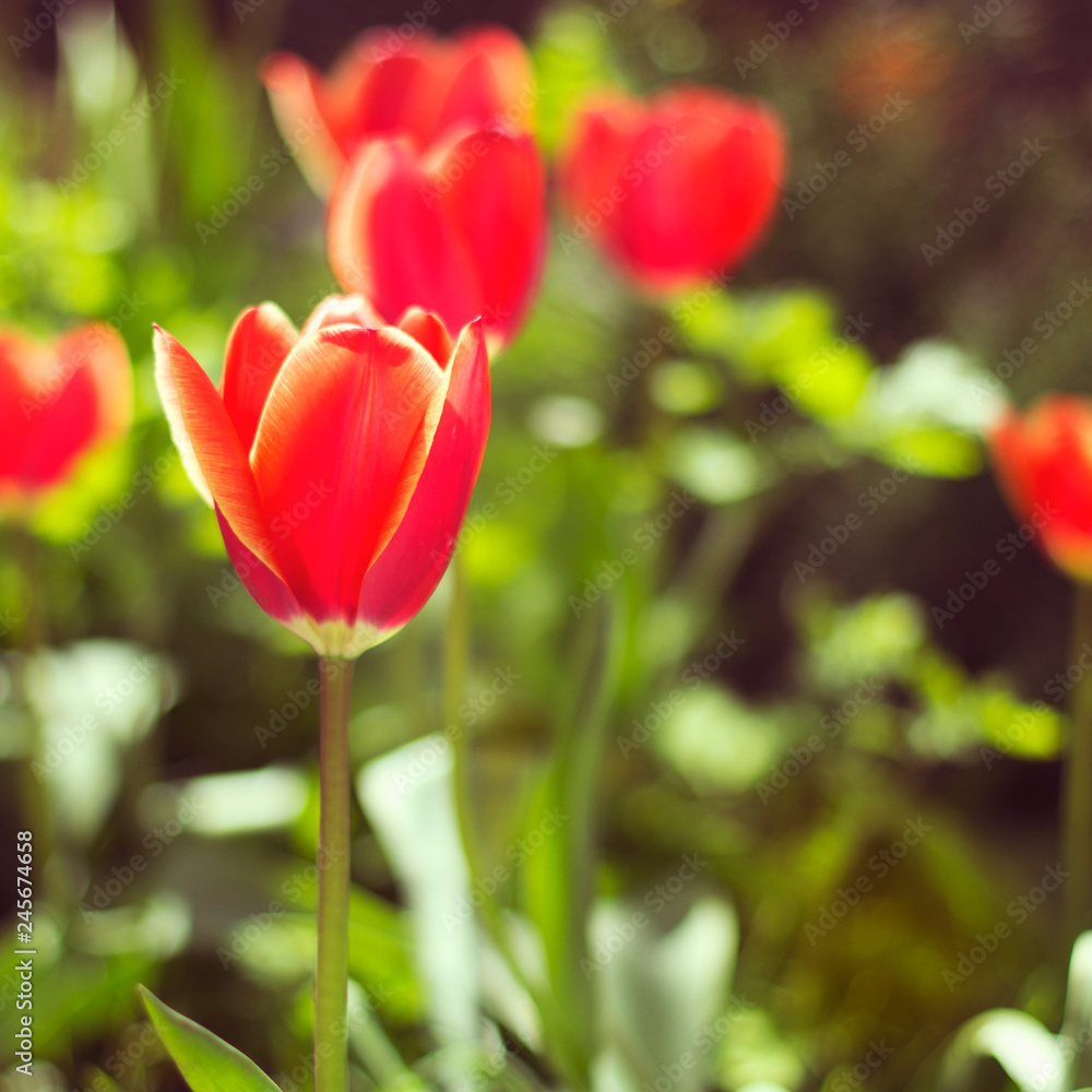 Fototapeta premium Colorful sunny background with red tulips