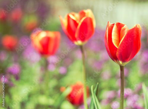 Colorful sunny background with red tulips