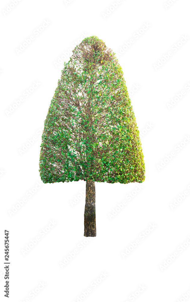 Ornamental plants Green Tree isolated at on white background of file with Clipping Path . Ornamental plants Green Tree isolated at on white background of file with Clipping Path .