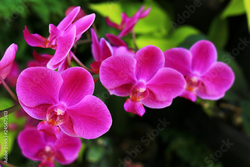 Pink color Phalaenopsis orchid © Wako