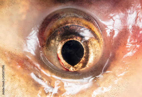 Eye on a fish as abstract background